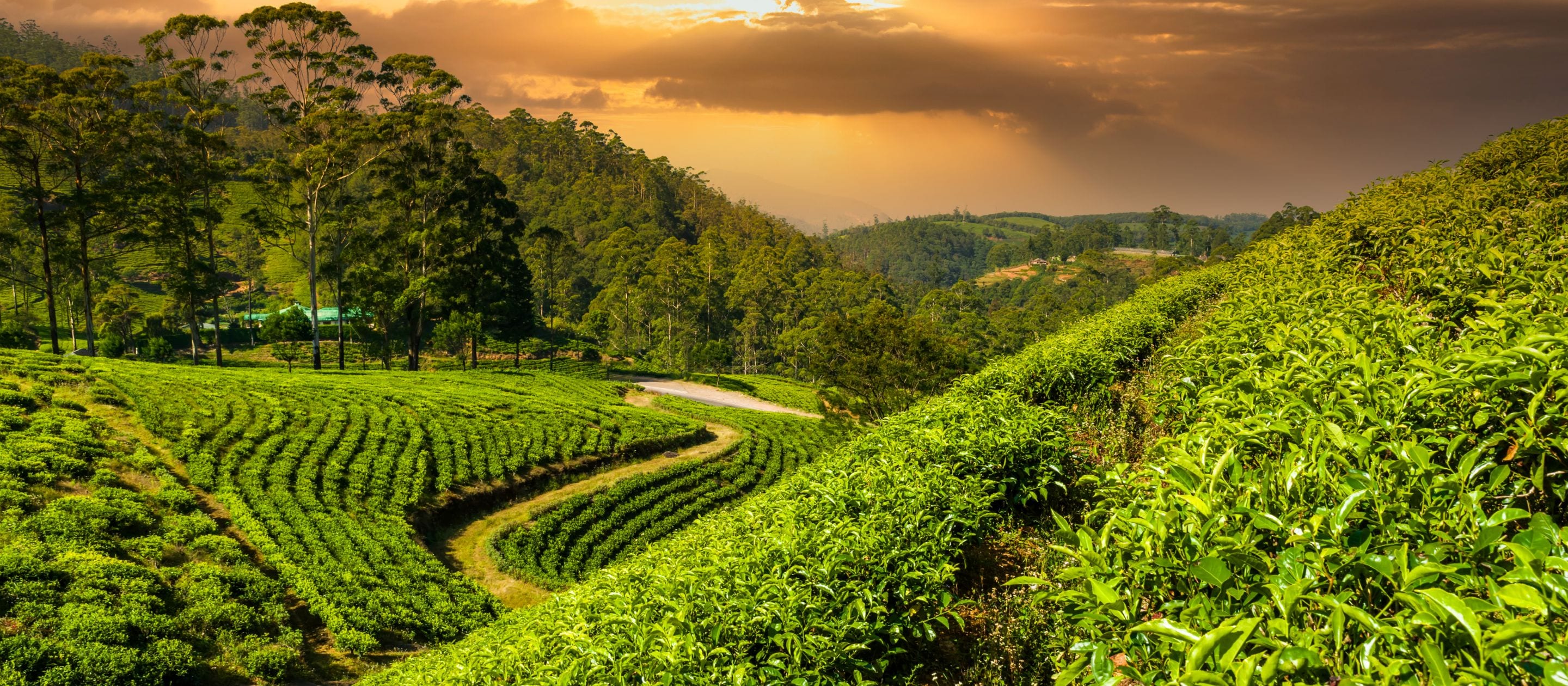 wfp field in sri lanka